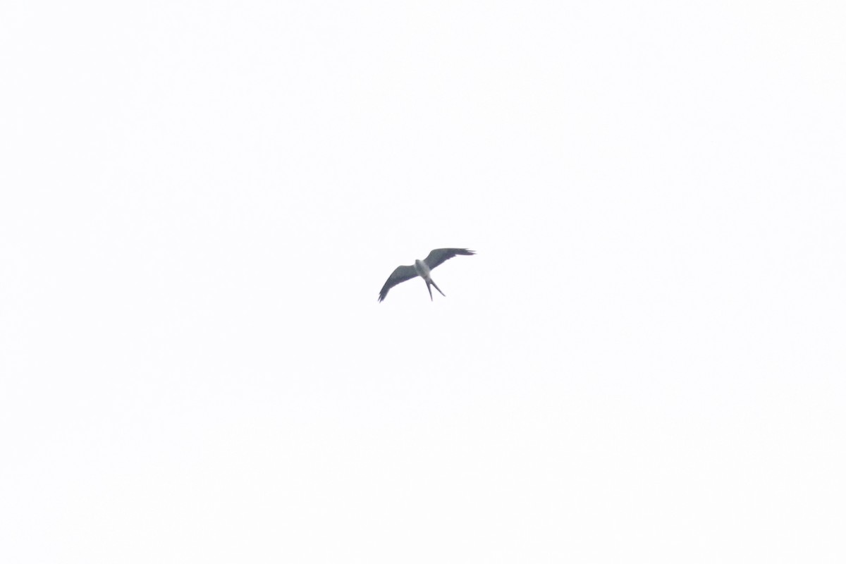 Swallow-tailed Kite - ML616560179