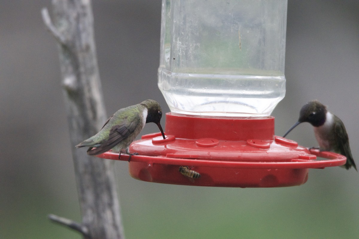 Black-chinned Hummingbird - Brandi Steuer