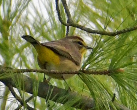 Palm Warbler - Connie Galey