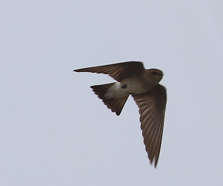 Northern Rough-winged Swallow - ML616560375