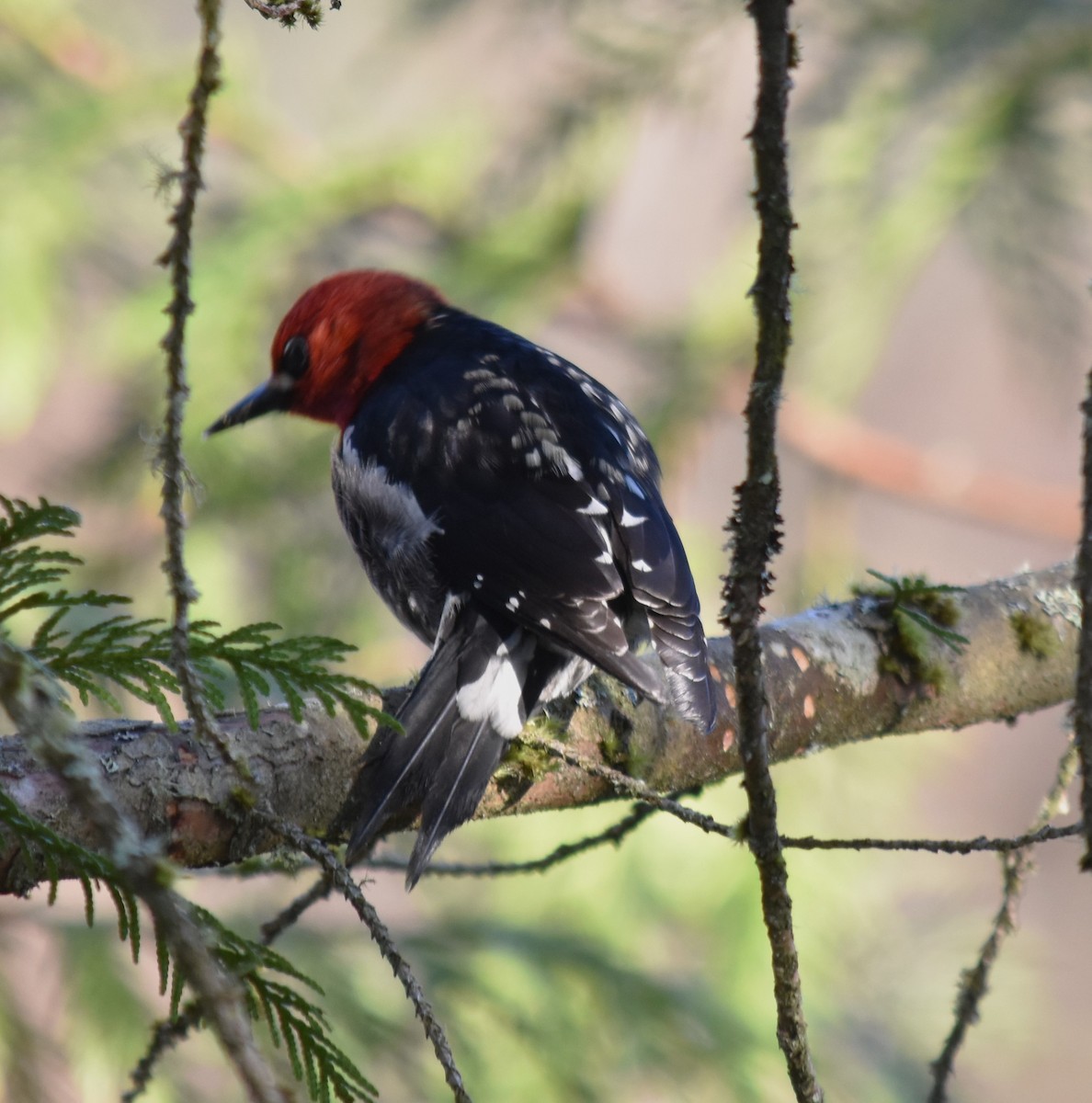 Red-breasted Sapsucker - ML616560463