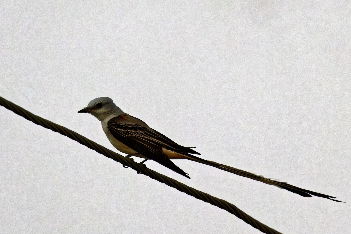 Scissor-tailed Flycatcher - Doug  Ward
