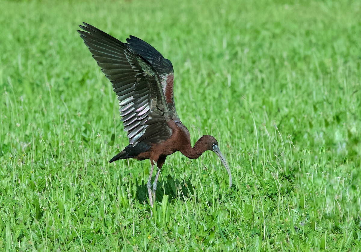ibis hnědý - ML616560766