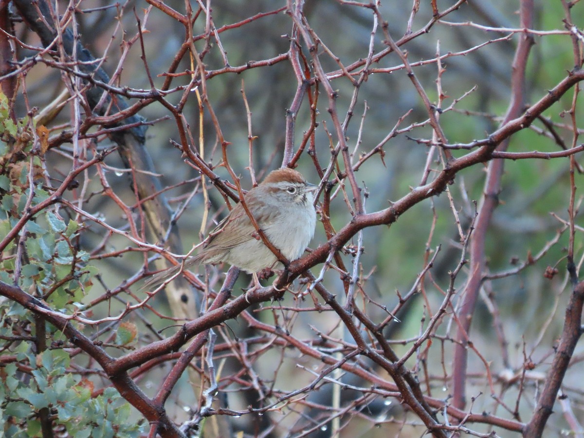 Rufous-crowned Sparrow - ML616560795