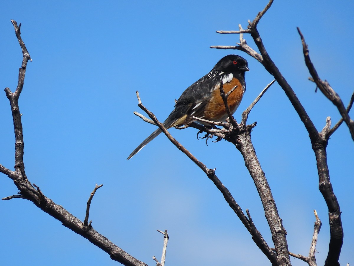 Spotted Towhee - ML616560807