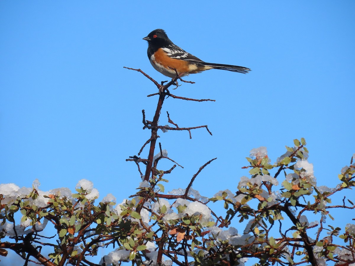 Spotted Towhee - ML616560810
