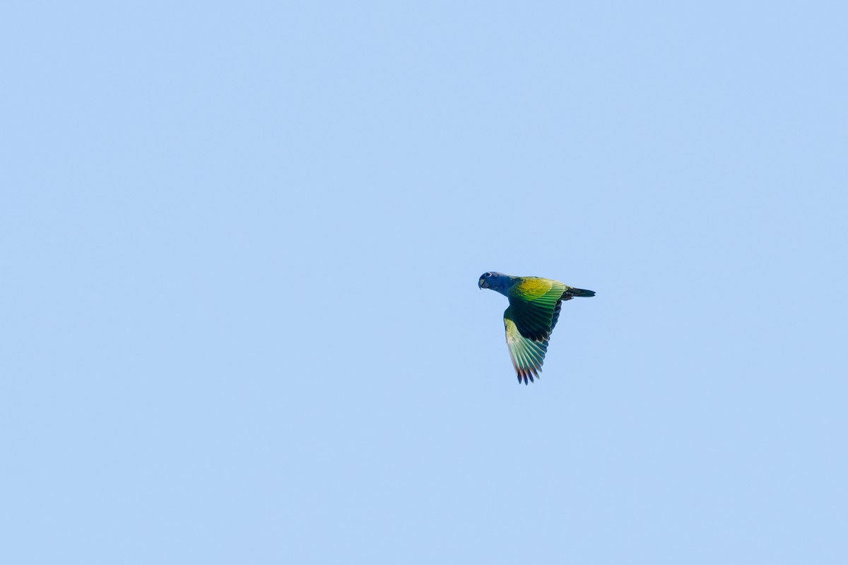 Blue-headed Parrot (Reichenow's) - ML616560886