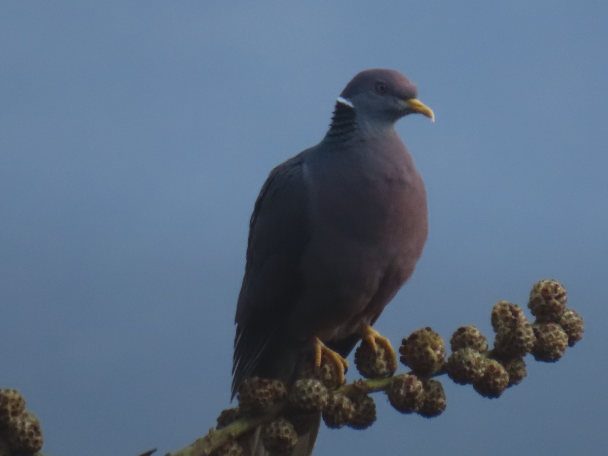 Band-tailed Pigeon - Mauricio Tabares