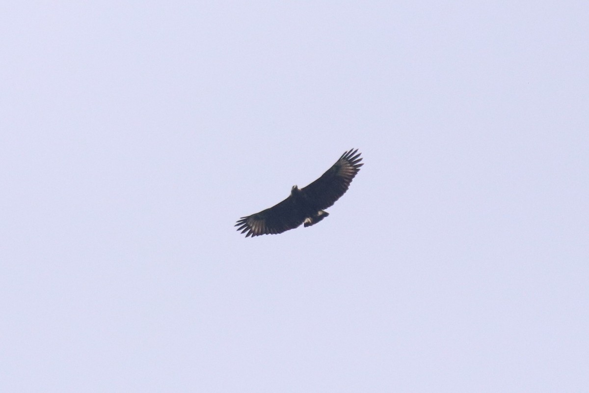 Black-and-chestnut Eagle - Matias Condorí