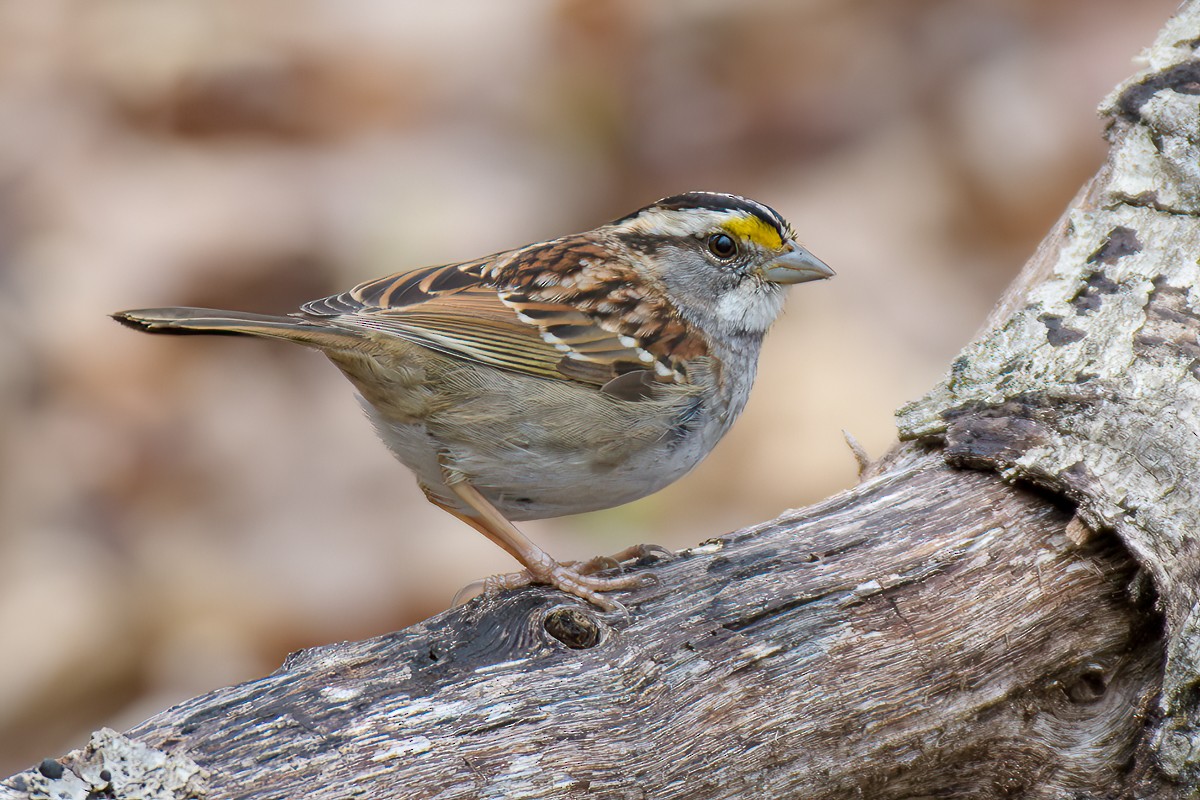 White-throated Sparrow - Andy Wilson