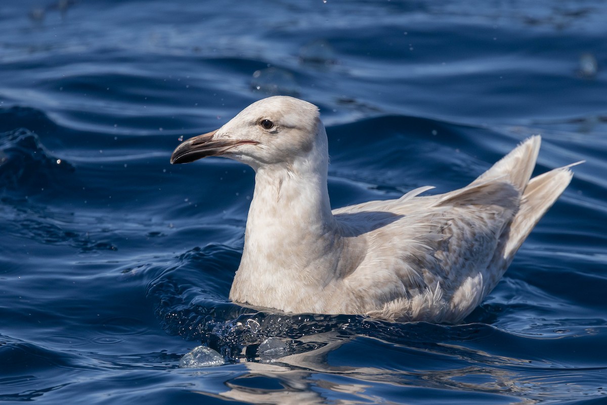 Glaucous-winged Gull - Roger Adamson