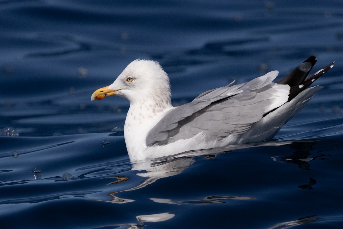 Herring Gull (American) - Roger Adamson