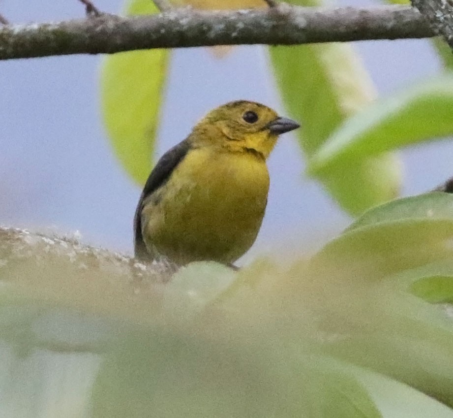 Yellow-headed Brushfinch - ML616561244