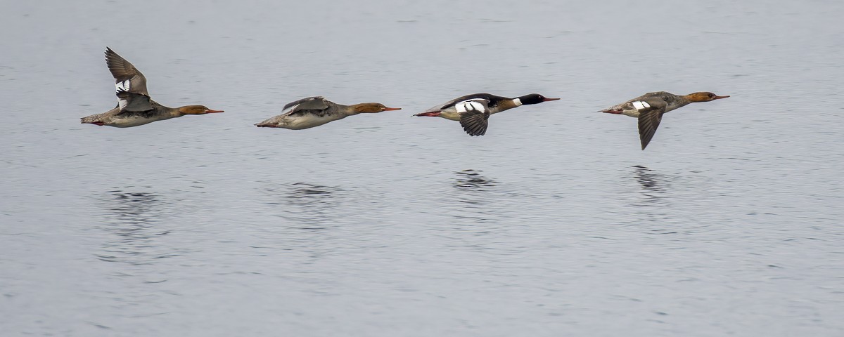 Red-breasted Merganser - Andy Wilson