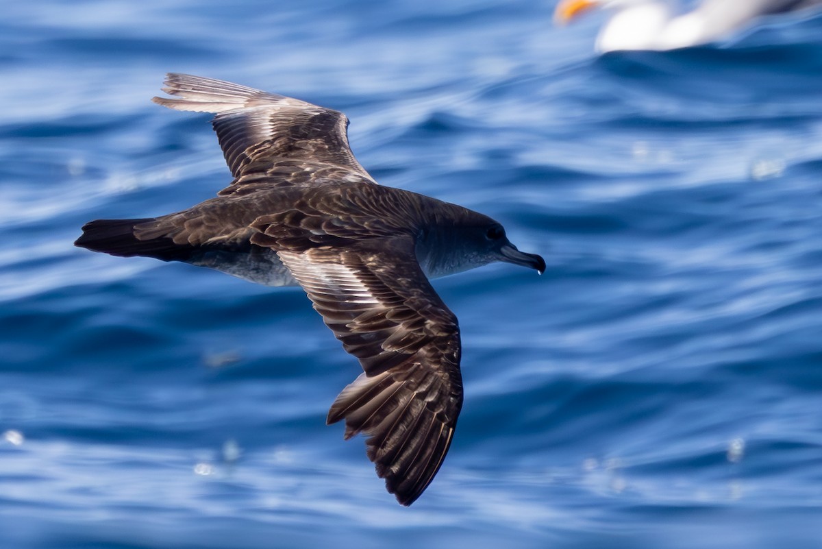 Pink-footed Shearwater - Roger Adamson