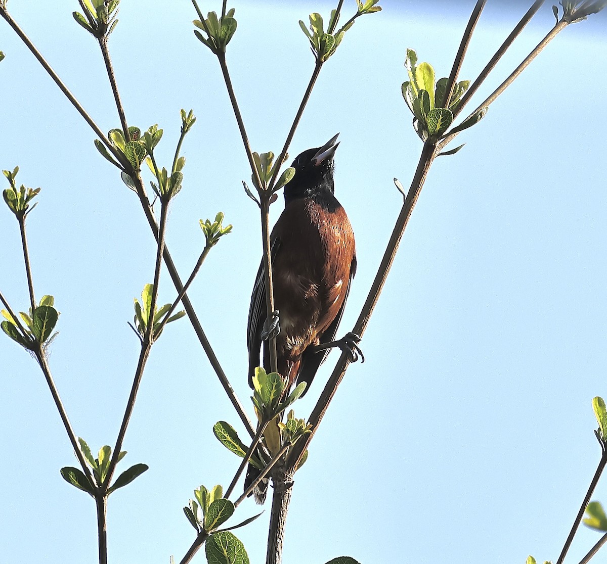 Orchard Oriole - ML616561284