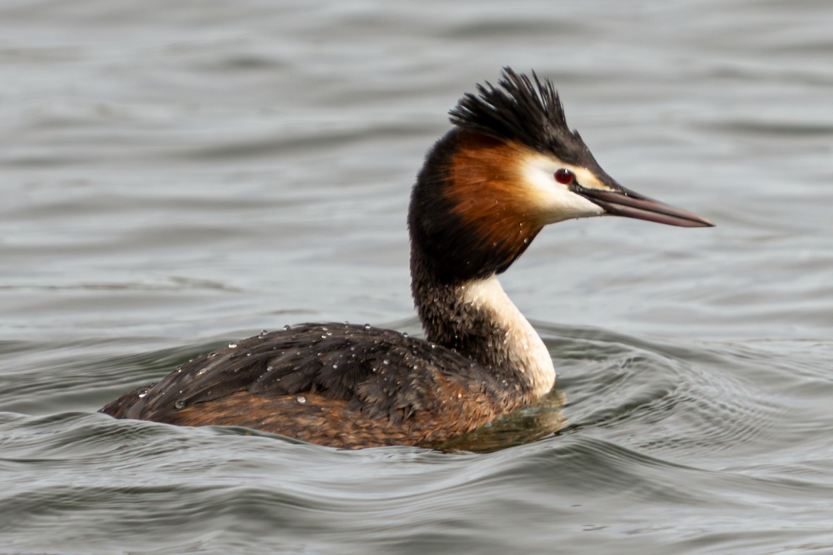 Great Crested Grebe - Ira & Enrico
