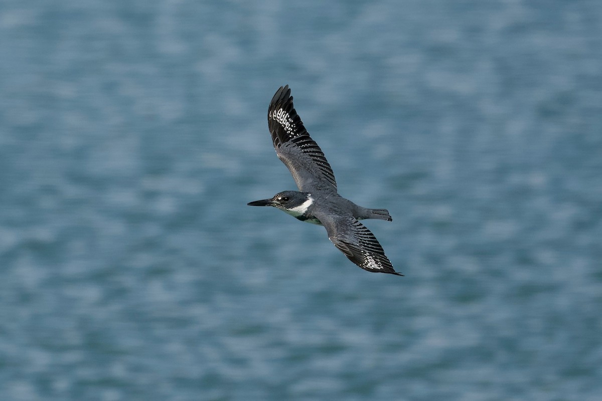 Belted Kingfisher - ML616561354