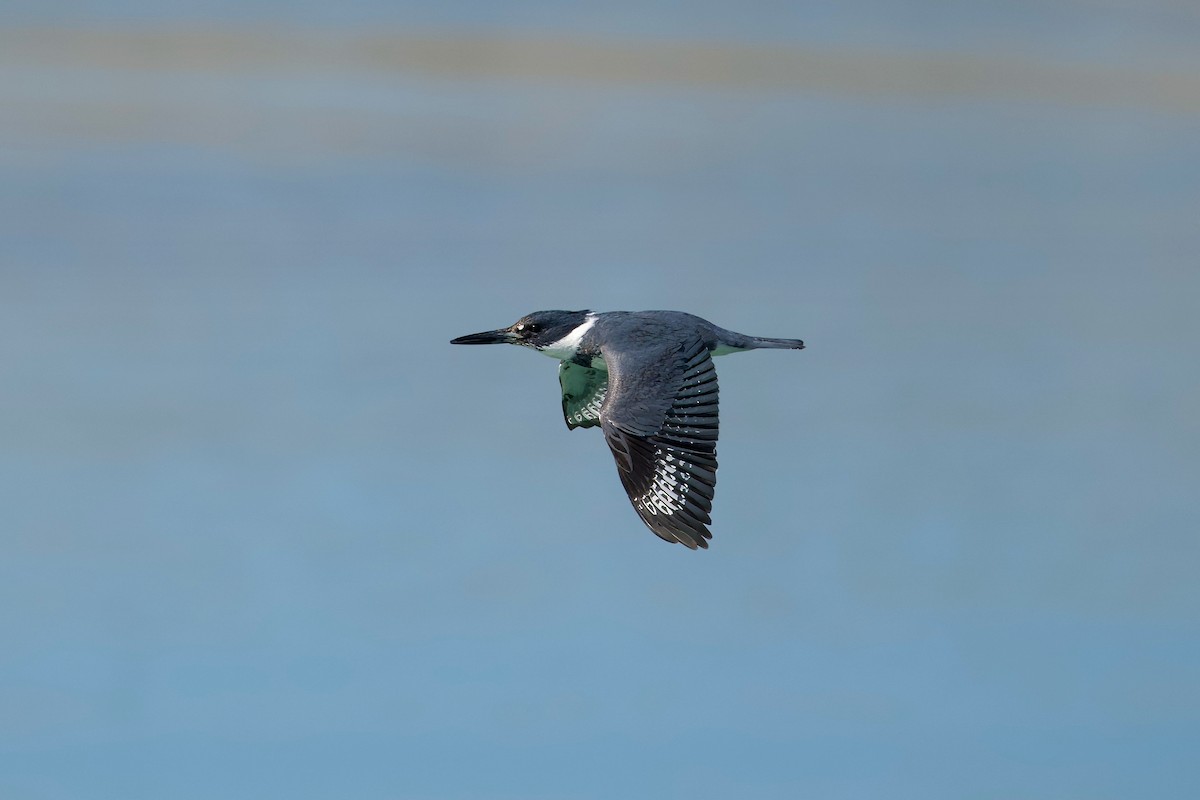 Belted Kingfisher - ML616561355