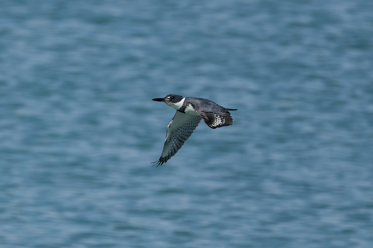 Belted Kingfisher - ML616561356