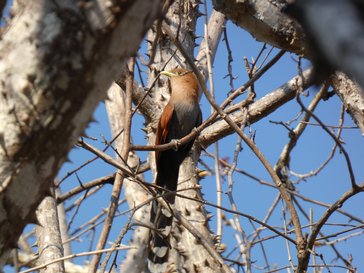 Squirrel Cuckoo - ML616561359