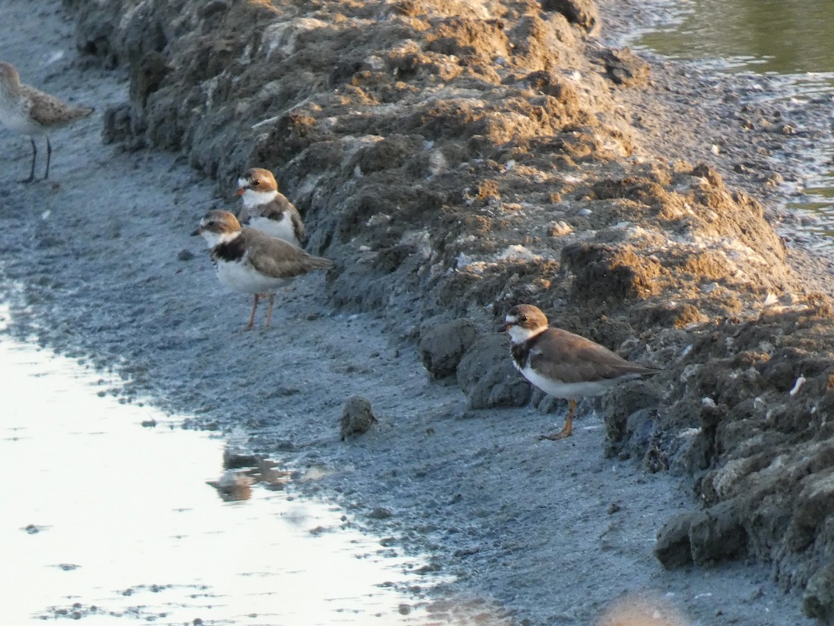 Semipalmated Plover - ML616561366