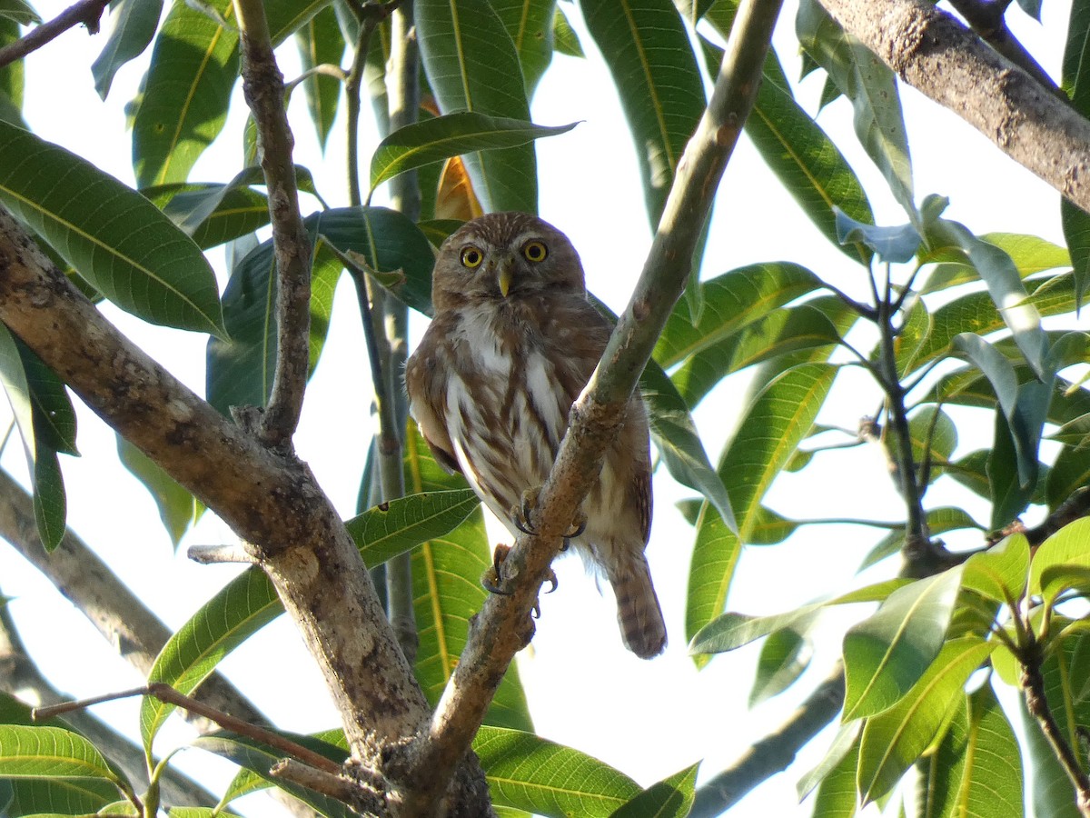 Ferruginous Pygmy-Owl - ML616561385