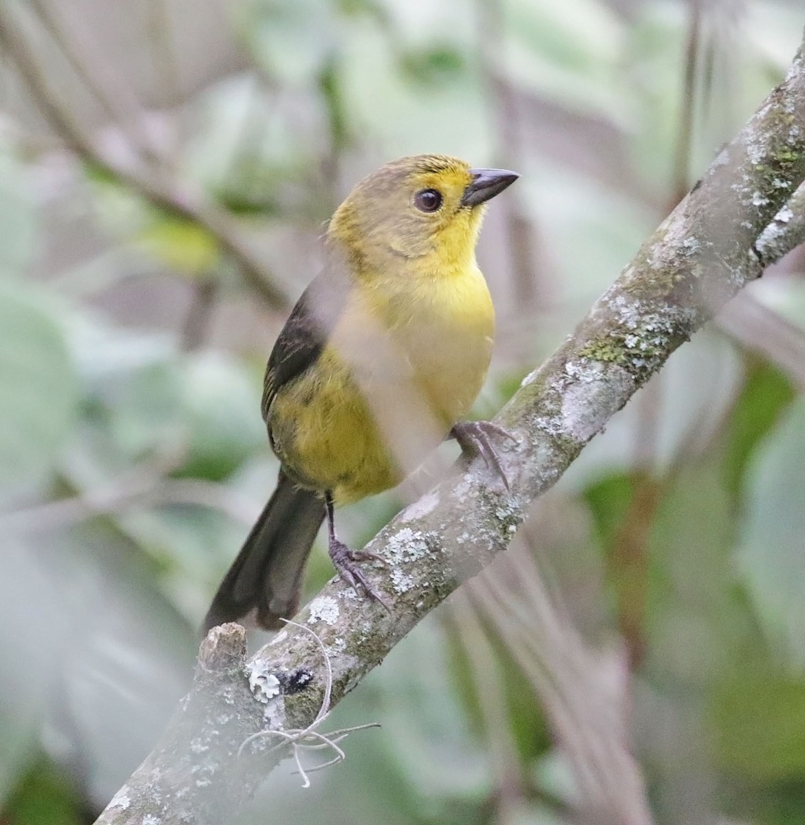 Yellow-headed Brushfinch - ML616561393