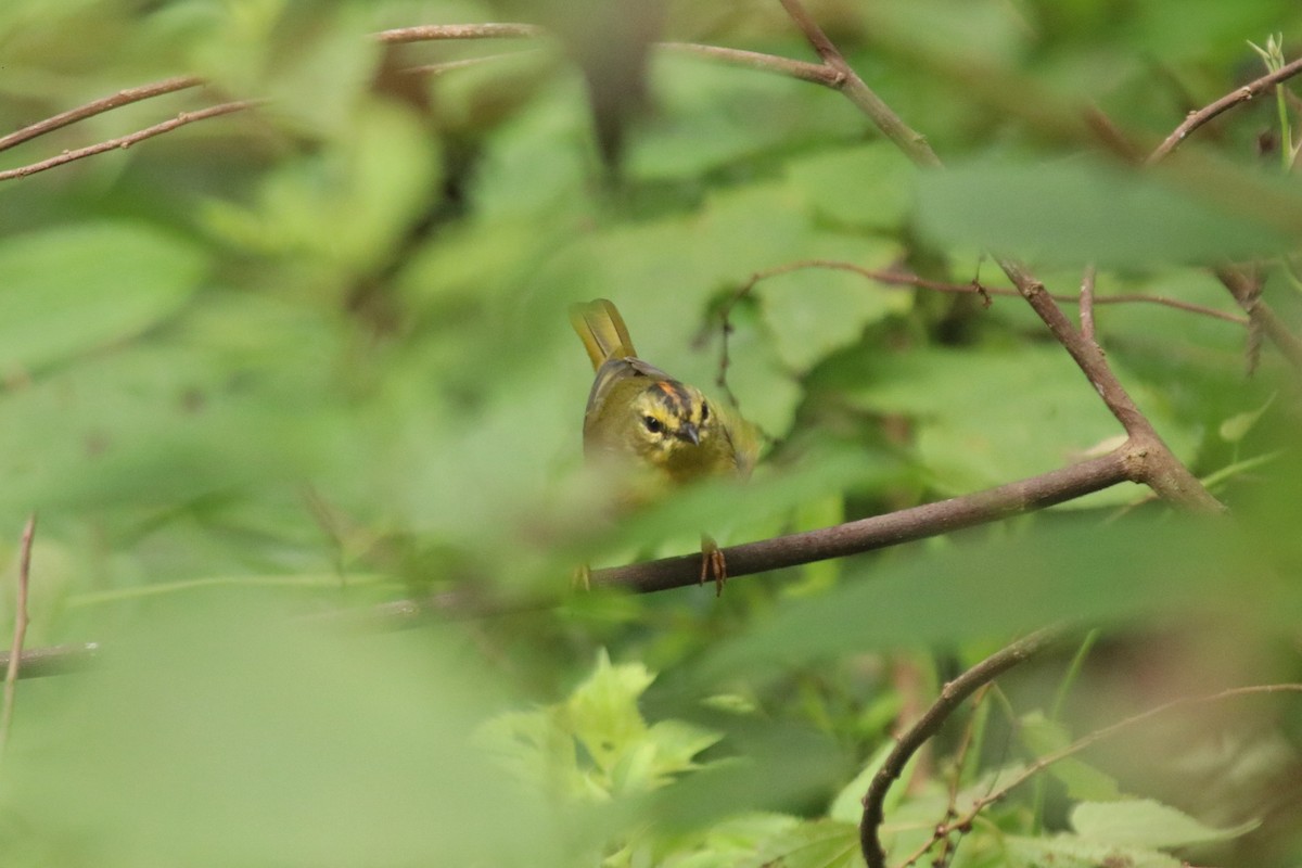 Two-banded Warbler - ML616561430