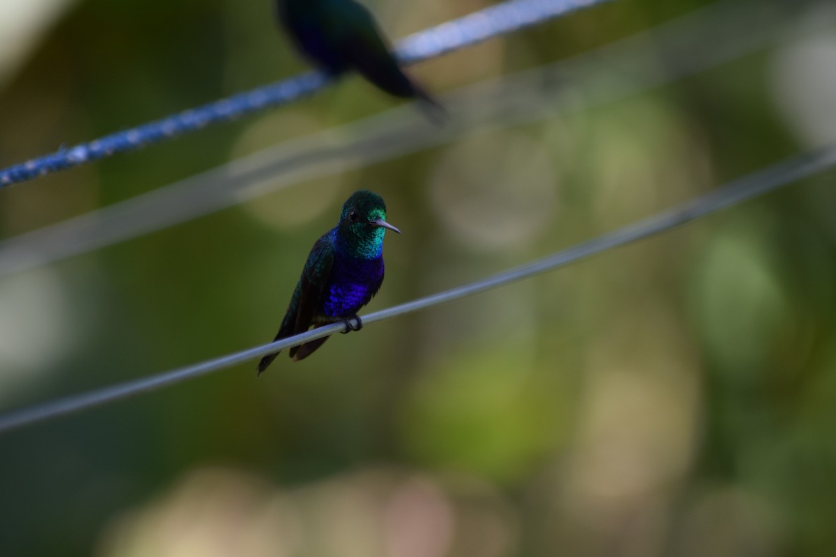 Violet-bellied Hummingbird - ML616561432