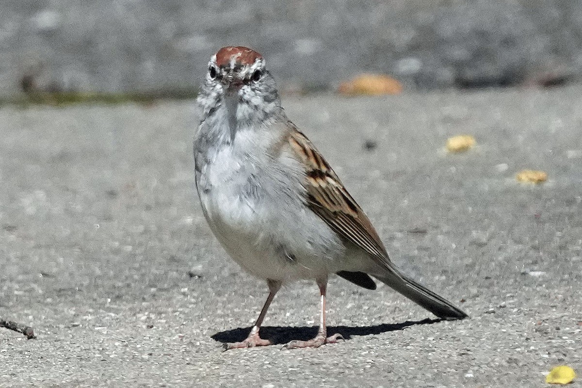 Chipping Sparrow - Robert Goss