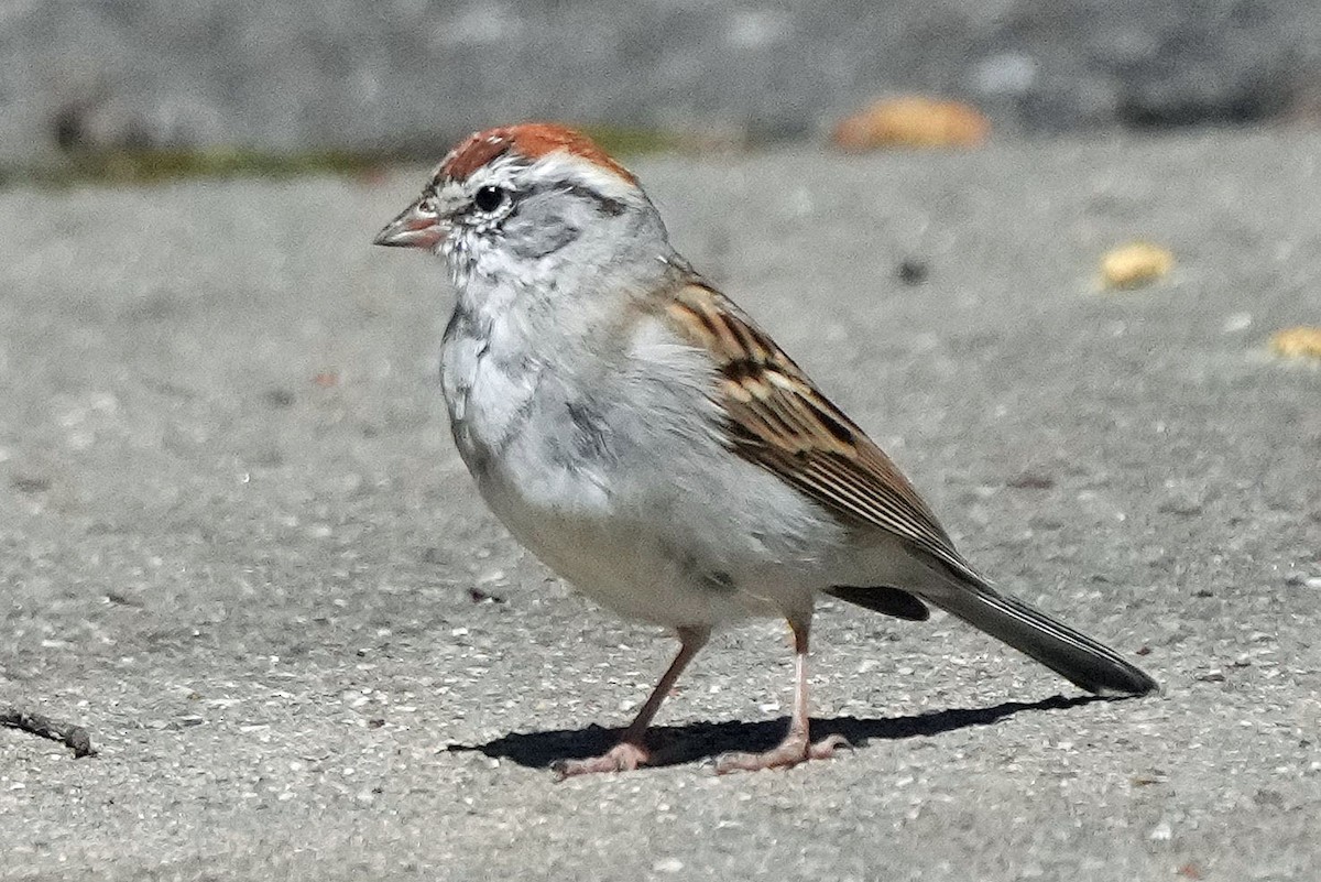 Chipping Sparrow - ML616561458