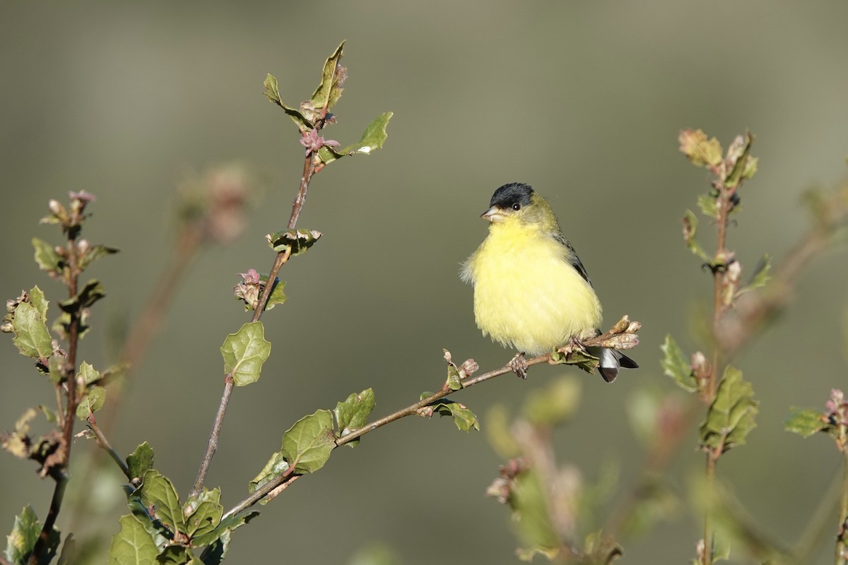 Lesser Goldfinch - Michele Taipale