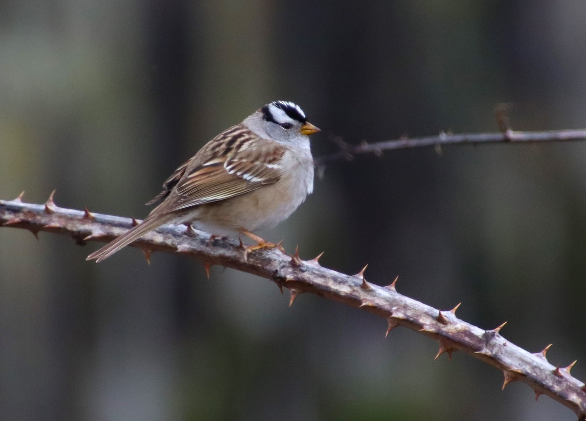 White-crowned Sparrow - Dianne Murray