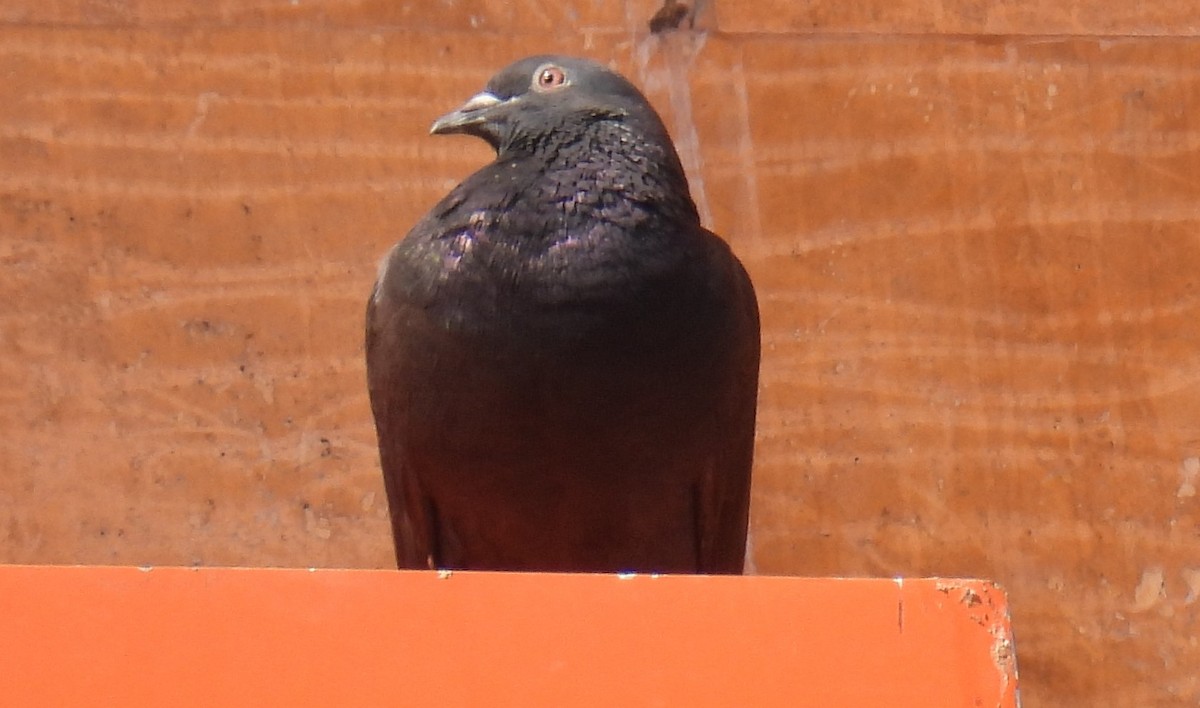 Rock Pigeon (Feral Pigeon) - ML616561550