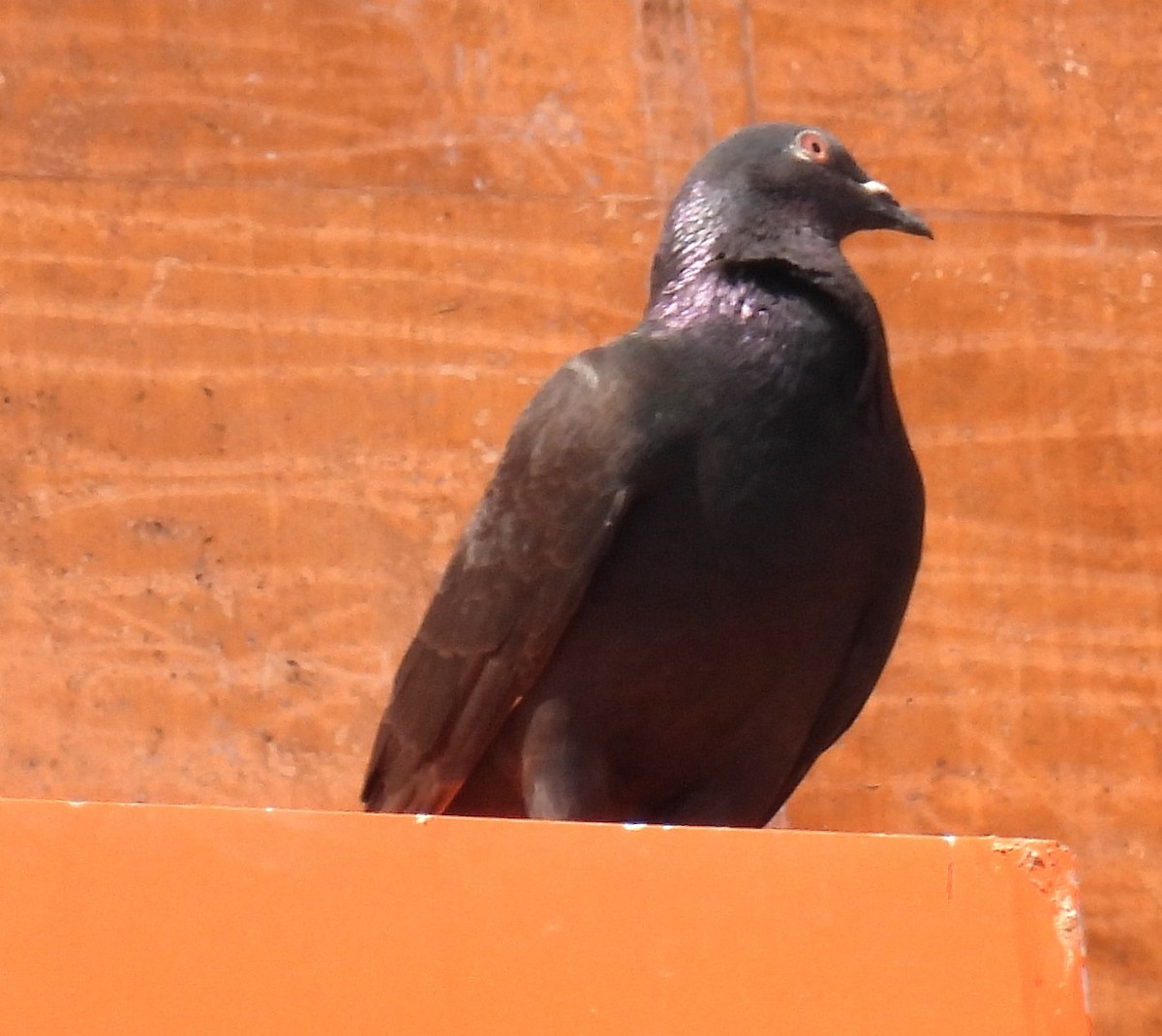 Rock Pigeon (Feral Pigeon) - ML616561551