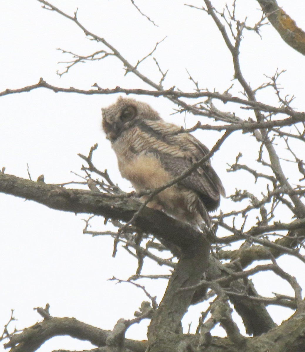 Great Horned Owl - ML616561616