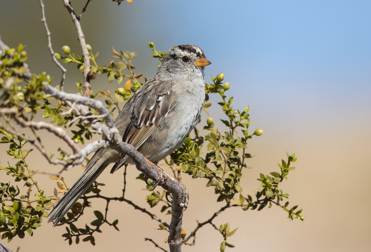 White-crowned Sparrow - ML616561673