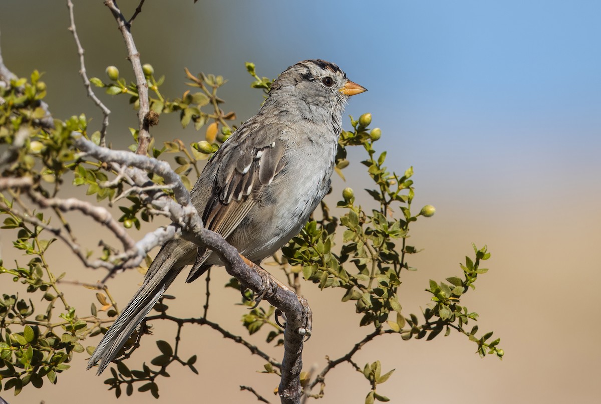 White-crowned Sparrow - ML616561674