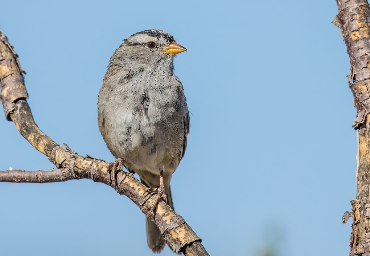 White-crowned Sparrow - ML616561683