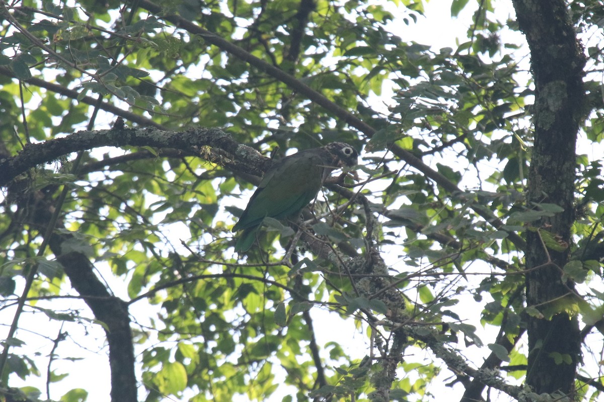Scaly-headed Parrot - Matias Condorí