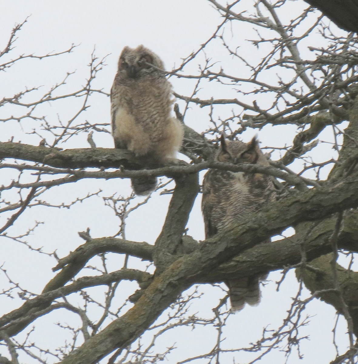 Great Horned Owl - ML616561776