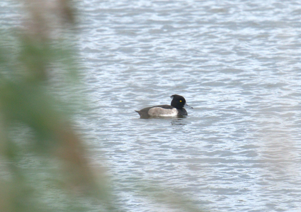Tufted Duck - ML616562020