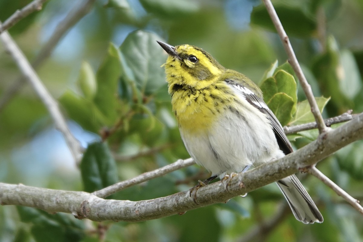 Townsend's Warbler - Michele Taipale