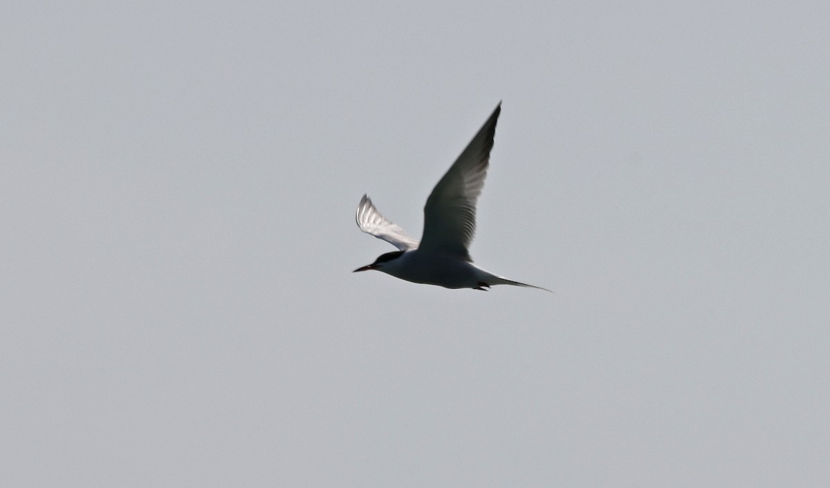 Common Tern - ML616562151