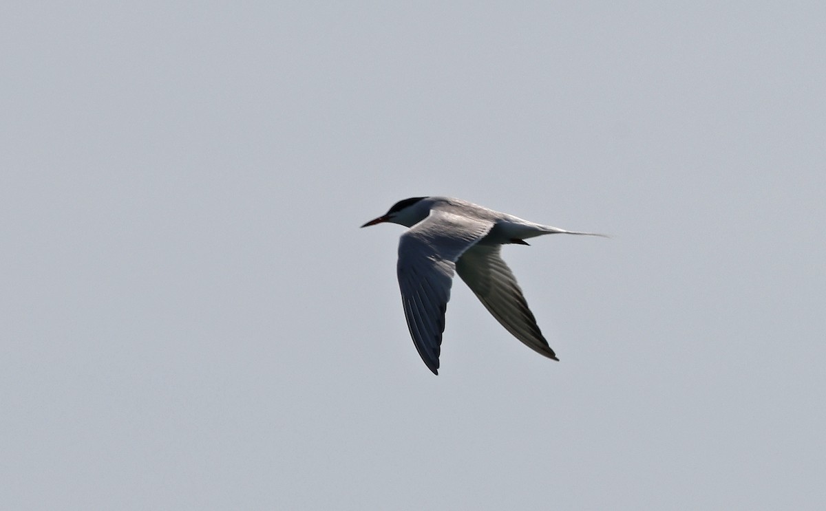 Common Tern - ML616562159