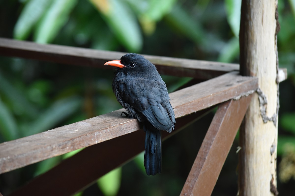 Black-fronted Nunbird - Bill Tweit