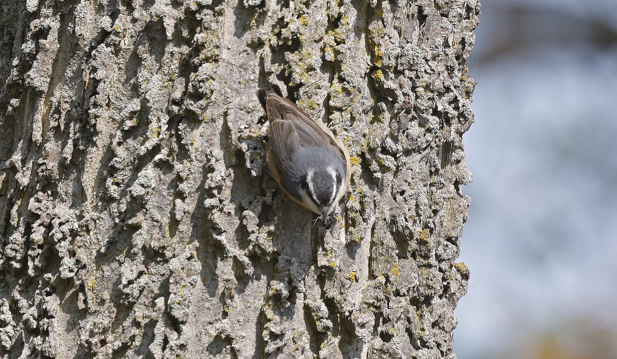 Red-breasted Nuthatch - ML616562359