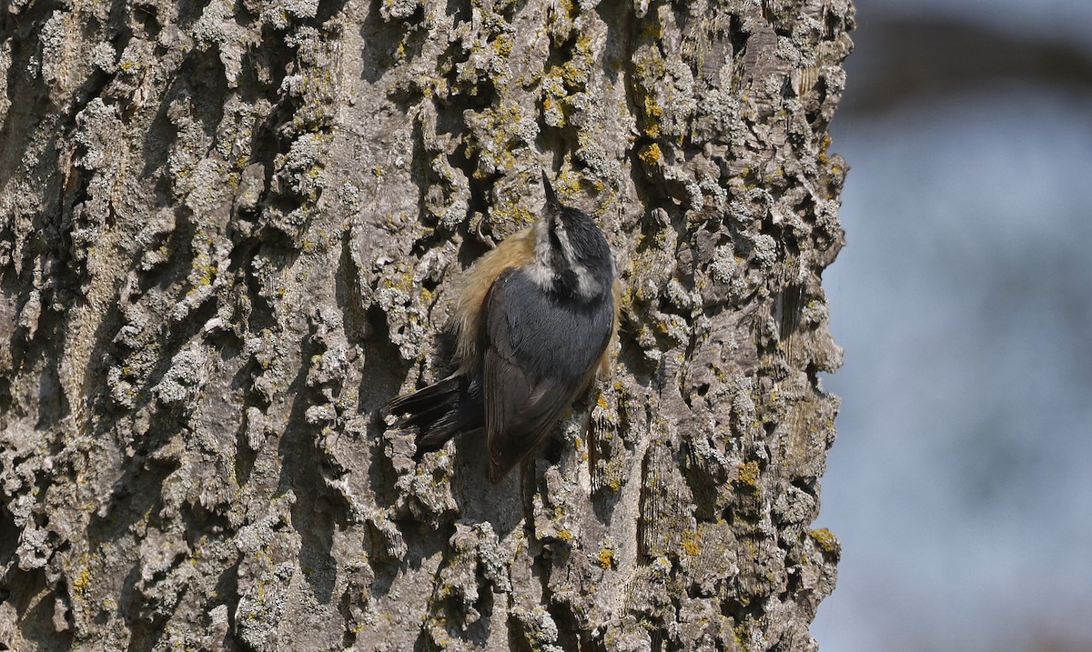 Red-breasted Nuthatch - ML616562362