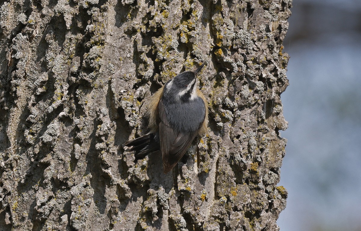 Red-breasted Nuthatch - ML616562366